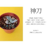 心栽花坊-神刀(3吋)(多肉植物)售價80特價70