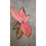Sindo - Aglaonema Pink Majestic By Idamulya Florist Live Plant I8A2ESZ16L