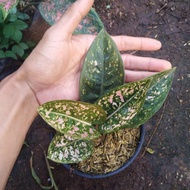 Tanaman aglaonema Ruby compacta  aglonema Ruby compacta