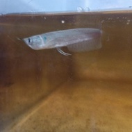 PROMO ikan arwana silver Murah