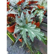 Polka Dots Begonia Live Plant - Fresh Gardening Indoor Plant Outdoor Live Plant