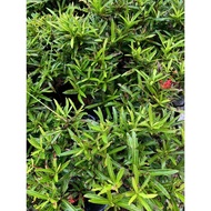 pokok bunga jejarum / ixora