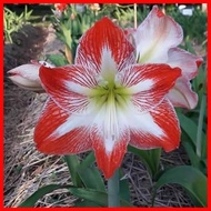 ♀ ▬ ✓ amaryllis plant bulb