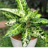 Tanaman hias aglonema - aglaonema sparkle sri rejeki sparkle