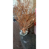 Coral mash for acute