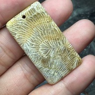 珊瑚玉（鳳尾龍骨花）開花的石頭