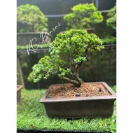 Bonsai Bluebell - flowering bonsai