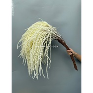 Amaranth branches, decorative and beautiful decor