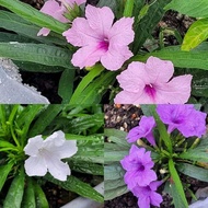 pokok bunga ruellia purple,pink,white