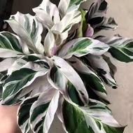 Calathea White Fushion (Rare Plant) with FREE plastic pot, pebbles and soil. Real Plants not Seeds / Indoor Plant / Plants fo Sale