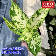 Aglaonema - Rubthong | Live Plant | Aglao (NO POT)