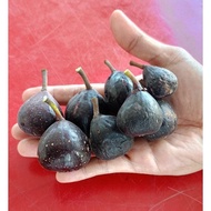[PROMOSI MURAH !!! ] Keratan Pokok Tin Iraqi / Fig Cutting Iraqi / Ficus carica var Iraqi