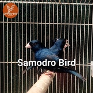 Burung Indigo Village Jantan