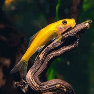 Golden Chinese Algae Eater Freshwater Aquarium Tank Decorative Cleaner Fish