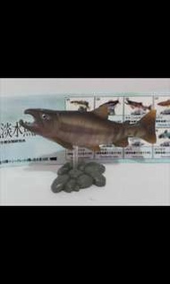 Yujin 原色淡水魚圖鑑 I No.05 Oncorhynchus keta