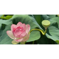 Lotus seed 20 pcs (8 JAn 26）