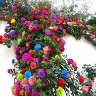 BUY 1 GET 1 FREE【Ready Stock】 100PCs Flower Seeds Climbing Mawah Mixed Color Flower Seeds Climbing Rose