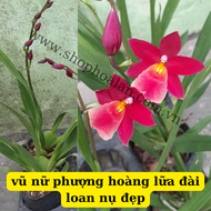 vũ nữ phượng hoàng lữa hàng đài loan đang nụ thuần vỏ thông dể trồng dể chăm sóc