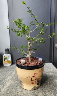 桃林橄欖 Commiphora simplicifolia 沒藥屬