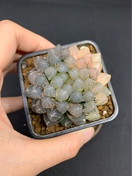 多肉植物 十二卷屬 糊斑霓虹燈