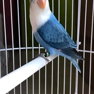 burung love bird biola blue,vio