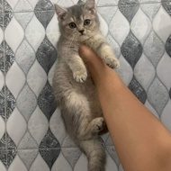 BSH british shorthair betina kucing kitten