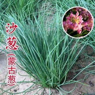 Wild Sand Onion Seeds Shallot Seeds Cold-Resistant Dry-Resistant Four Seasons Leek Chives Potted Pla