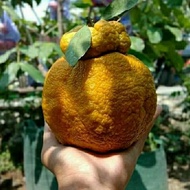 Bibit jeruk dekopon okulasi