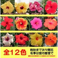 ハイビスカス 花 鉢植え ロングライフシリーズ ５号 夏 晩秋まで咲き続け毎年楽しめる