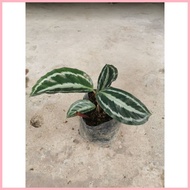 【Hot】 Calathea 'Medallion'