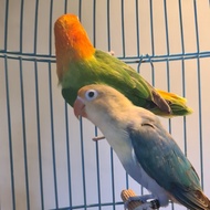 lovebird pasangan di koloni: pb vio/biola/pf x biola/ pf blue