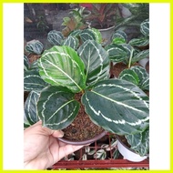 ♞,♘Available live plants for sale (Calathea Jungle Rose)