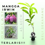 UNGU Sweet Irwin Mango Plant Seeds Pol Erwin Mango Seedlings Australian Purple Mango