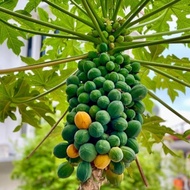 10 biji benih Hawaiian papaya benih betik Hawaii betik bulat