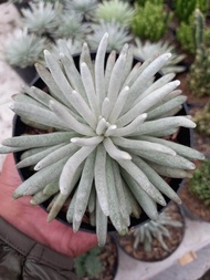 SEKULEN HIAS SENECIO SCAPOSUS SEKULEN PUTIH SEKULEN MURAH SEKULEN KAKTUS HIAS MURAH