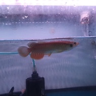 IKAN ARWANA GOLDEN RED MURAH