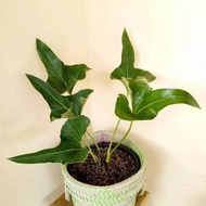 is anthurium corong