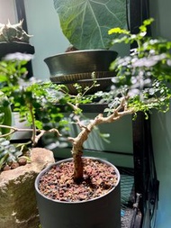 由籽種起的象足漆，經使用Helios 燈近乎太陽光的照射，茂盛生長🌈 塊根，觀葉，漆樹，象牙宮，龜甲，多肉，仙人掌，龍舌蘭植物