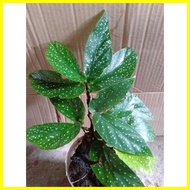 ☂ ✁ ▥ BEGONIA MACULATA PLANT/LIVE PLANT/(Small-Medium-Big)