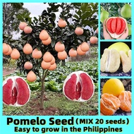 Good Quality Hybrid Variety Pomelo Seeds for Planting (3 Colors 20 Seeds ) Fruits Seeds Balcony Dwarf Pomelo Tree Seeds Bonsai Fruit Plants Seeds Suha Davao Fruit Tree Seeds Air Plants Live Plants for Sale Vegetable Flowers Seeds Bonsai Tree Live Plant