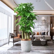 Housewarming Large Potted Plants Office Living Room Fortune Tree Walking New Home Green Plants Gifts