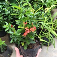 Ixora Outdoor Flower Plant with Pot