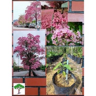 SJH - Anak pokok Sakura Malaysia Tree / Tabebuia rosea / 粉花风铃木树苗 [Real Plant/Live Plant/Pokok Hidup]