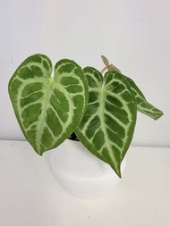 水晶花燭