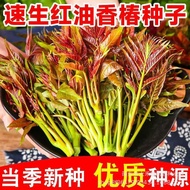 300pcs Toona Sinensis Seeds/香椿