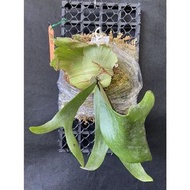 鹿角蕨-Super white-且叫雪白-己上板療癒植物-天南星-觀葉-室內-文青風-IG網紅-植物-療癒植物-蕨類植物