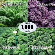 เมล็ดพันธุ์ เคลสายพันธุ์ดี ลูกผสม Hybrid kale F1 Seed บรรจุ 1000 เมล็ด