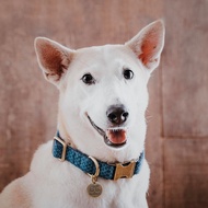 Dog collar X Indigo'blue' Human & Hound: Indigo-Dyed Fabric Version-Indigo BLUE