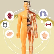 Human Body Torso Model  Anatomy Education Organs Model Body Puzzle Removable Parts Organ Simulation 