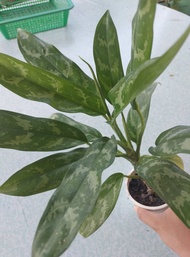 aglaonema silver queen - indoor outdoor real or live plants - rooted